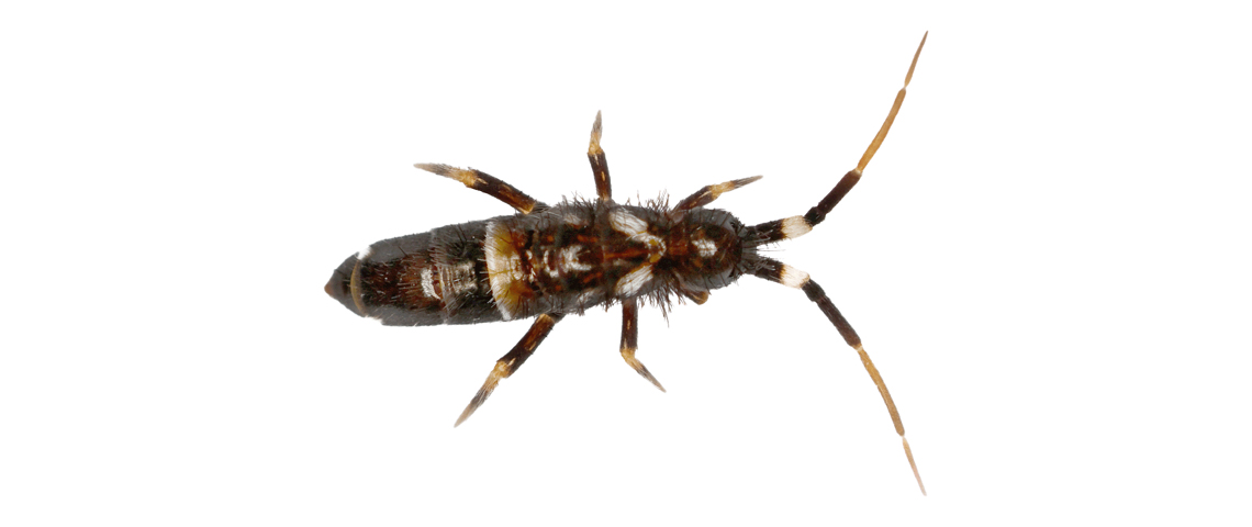Springtail Bug Size Comparison Identify and Control Springtails