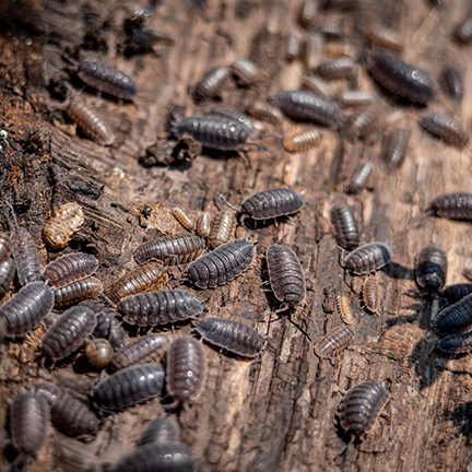 pillbug-infestation