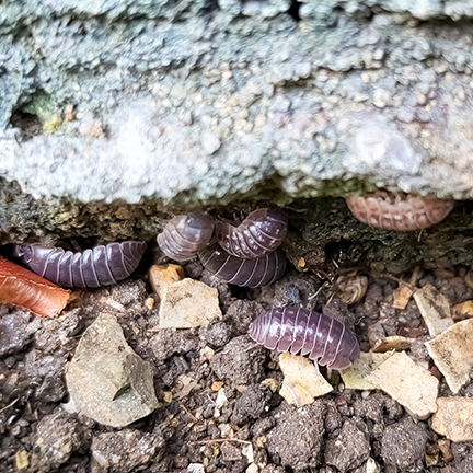 pillbugs-under-concrete