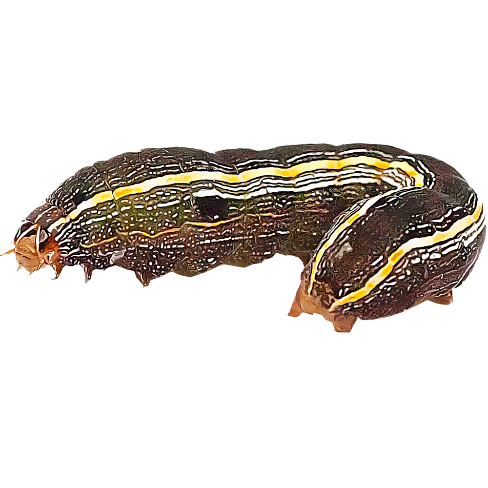 Illustration of an army worm