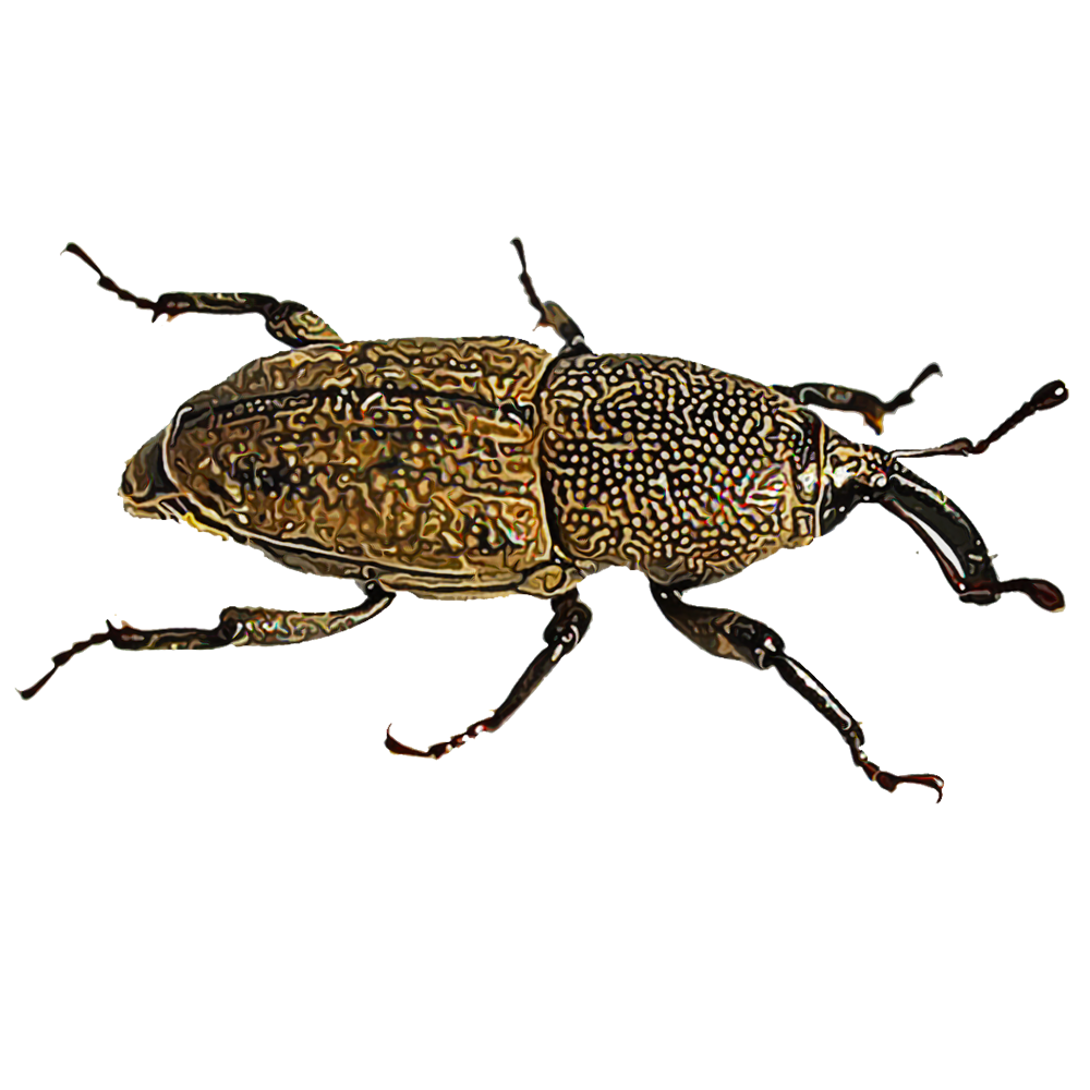 Illustration of a billbug
