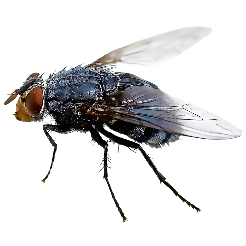 Black fly illustration