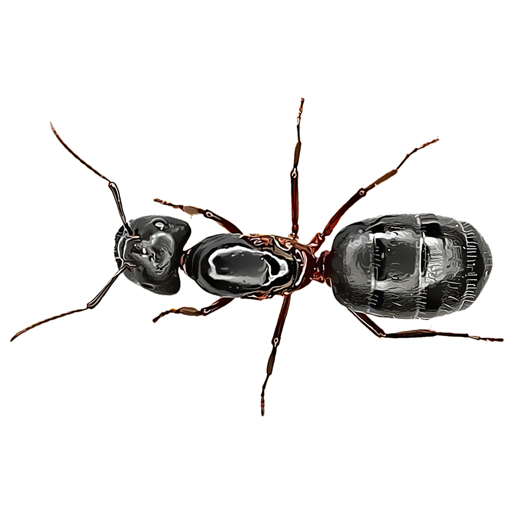 Illustration of a carpenter ant.