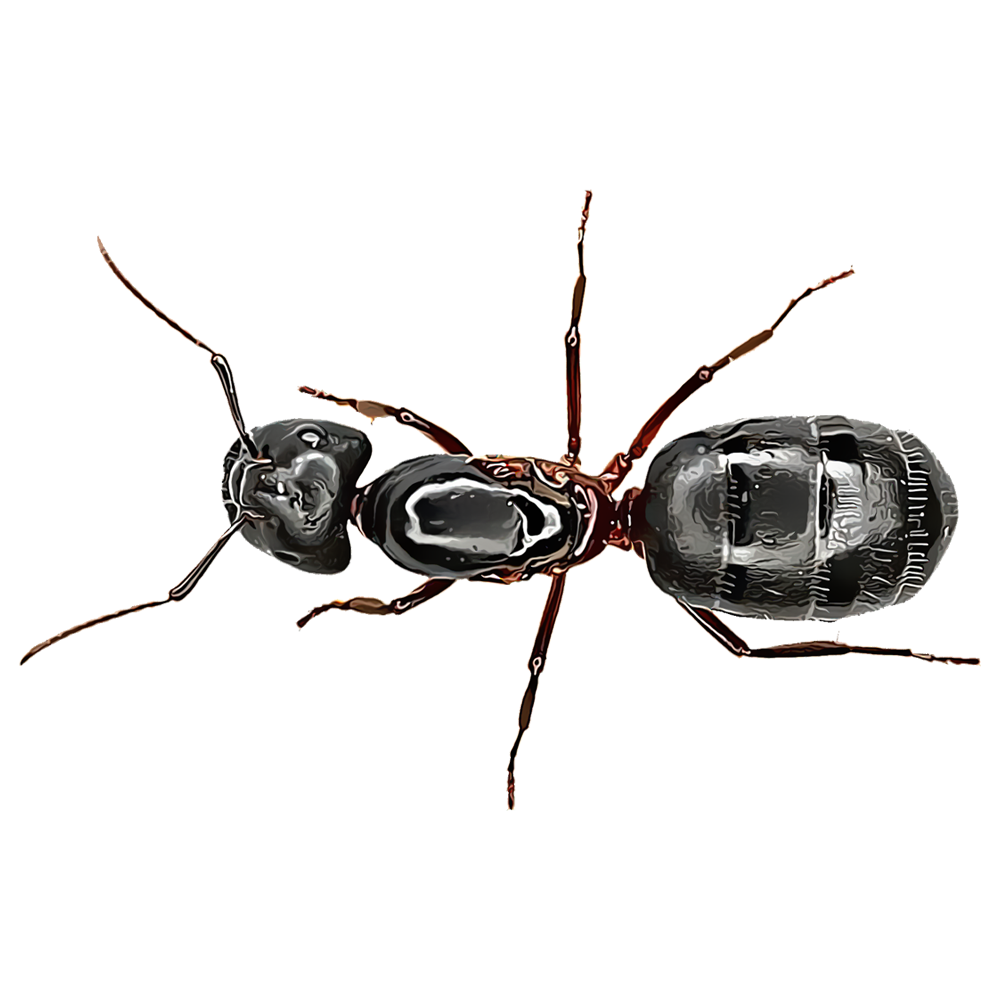 Identifying And Controlling Insects GardenTech