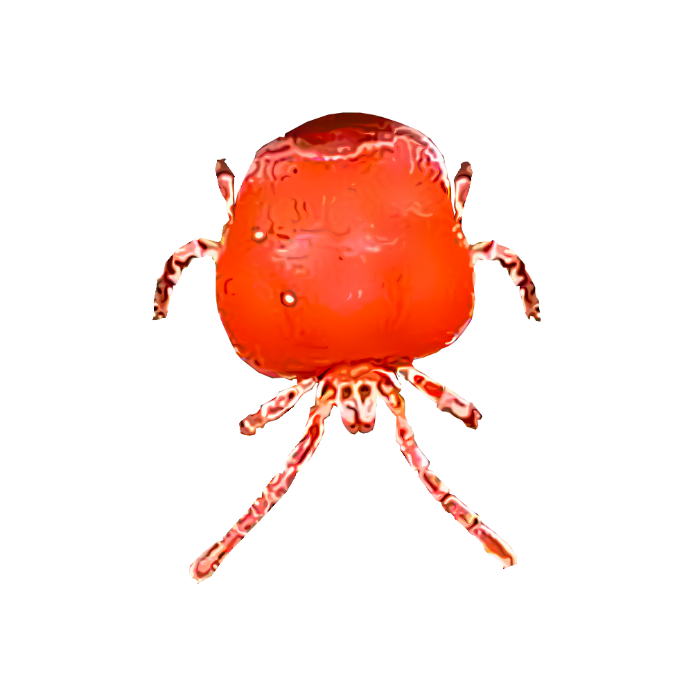 Chigger illustration