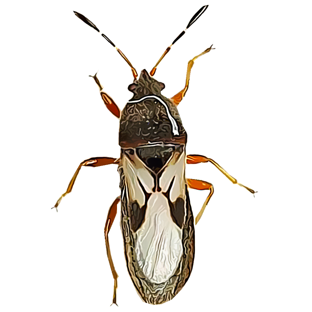 Illustration of a chinch bug.