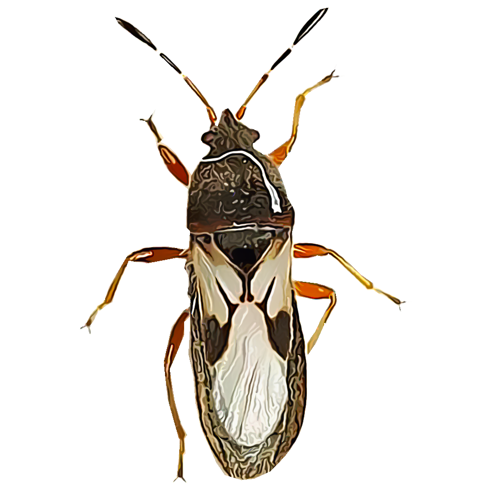 Chintoo Insect Identifying and Controlling Insects | GardenTech®