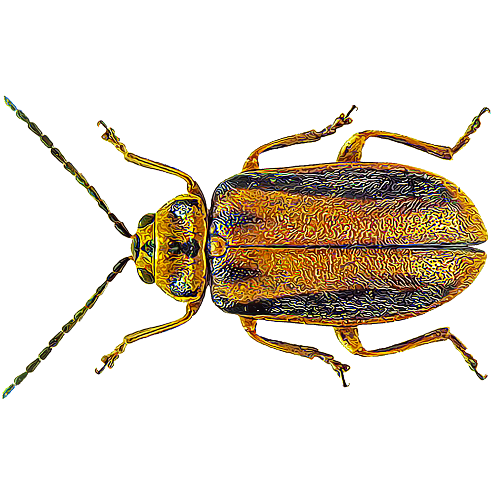 Essle Insect Identifying and Controlling Insects | GardenTech®
