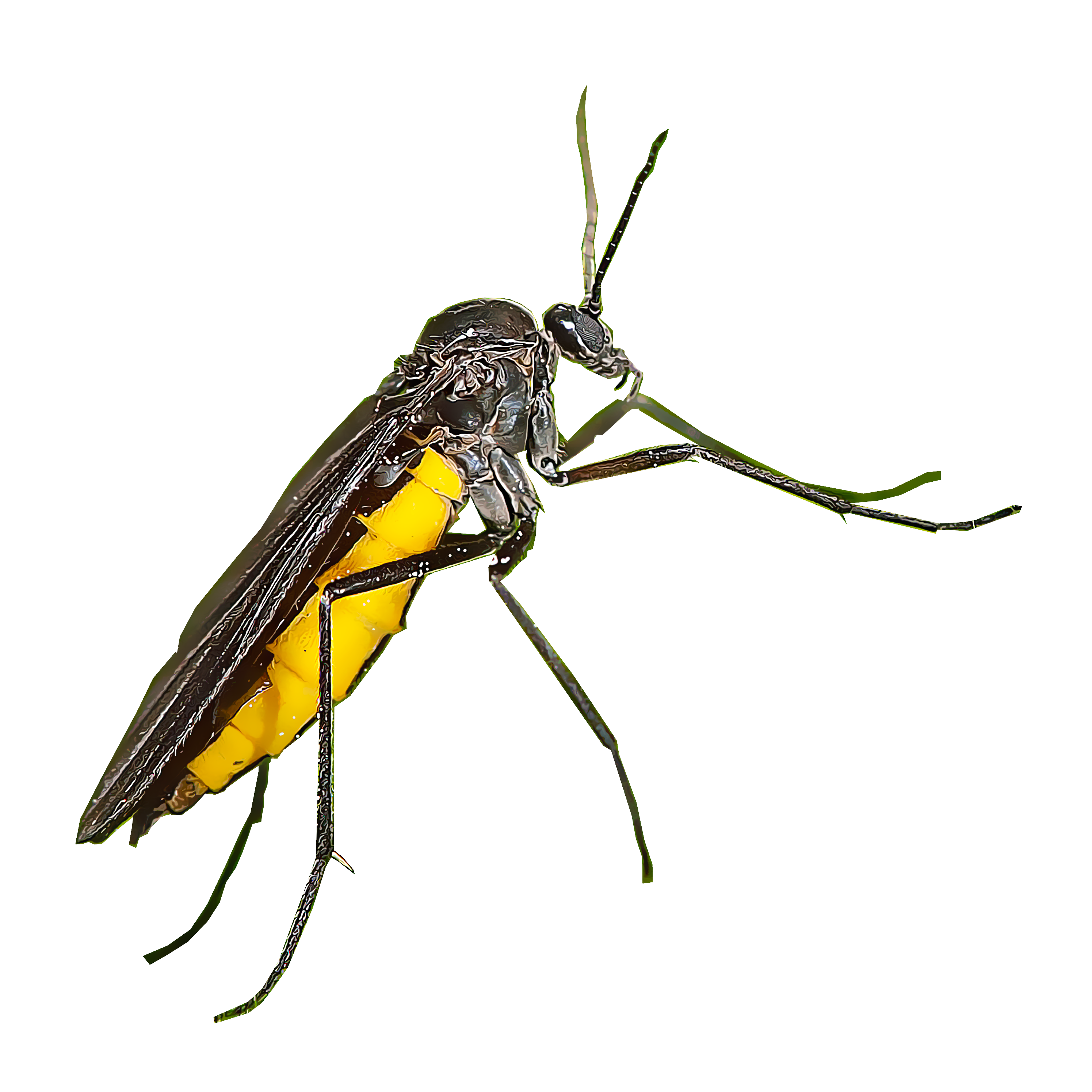 Fungus Gnat illustration