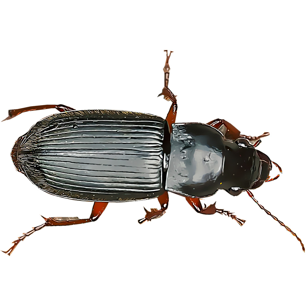 Ground Beetle illustration