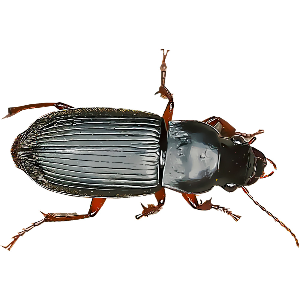 How to Get Rid of Ground Beetles - Insectek Pest Solutions