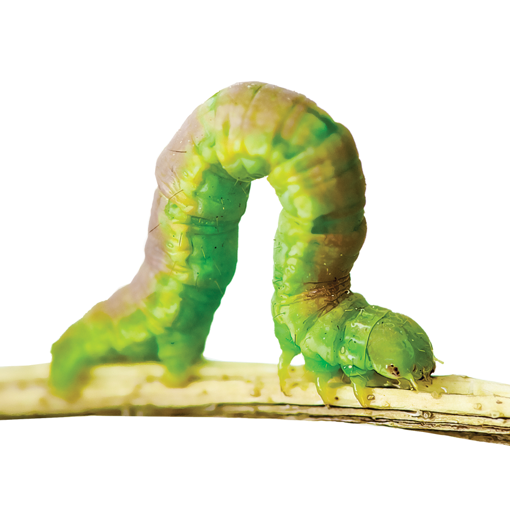 Inchworm illustration