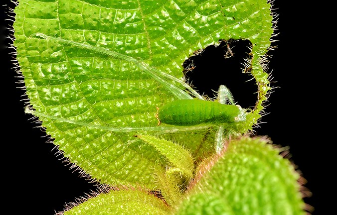 katydid leaf damage