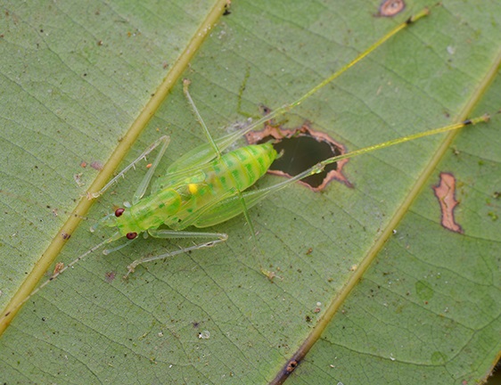 katydid nymph