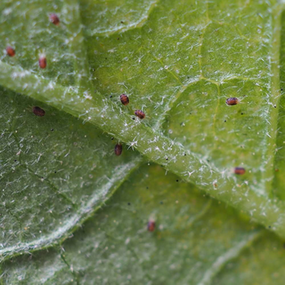 mites on leaf