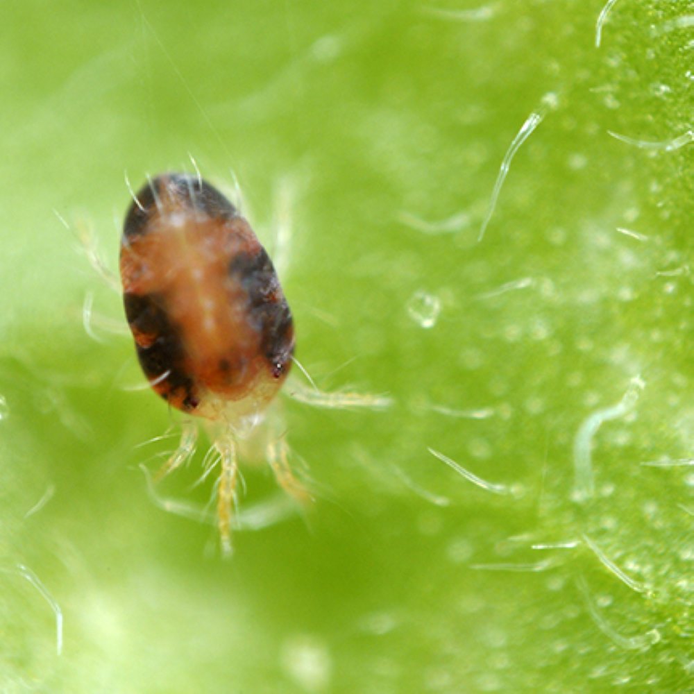 two spotted mite