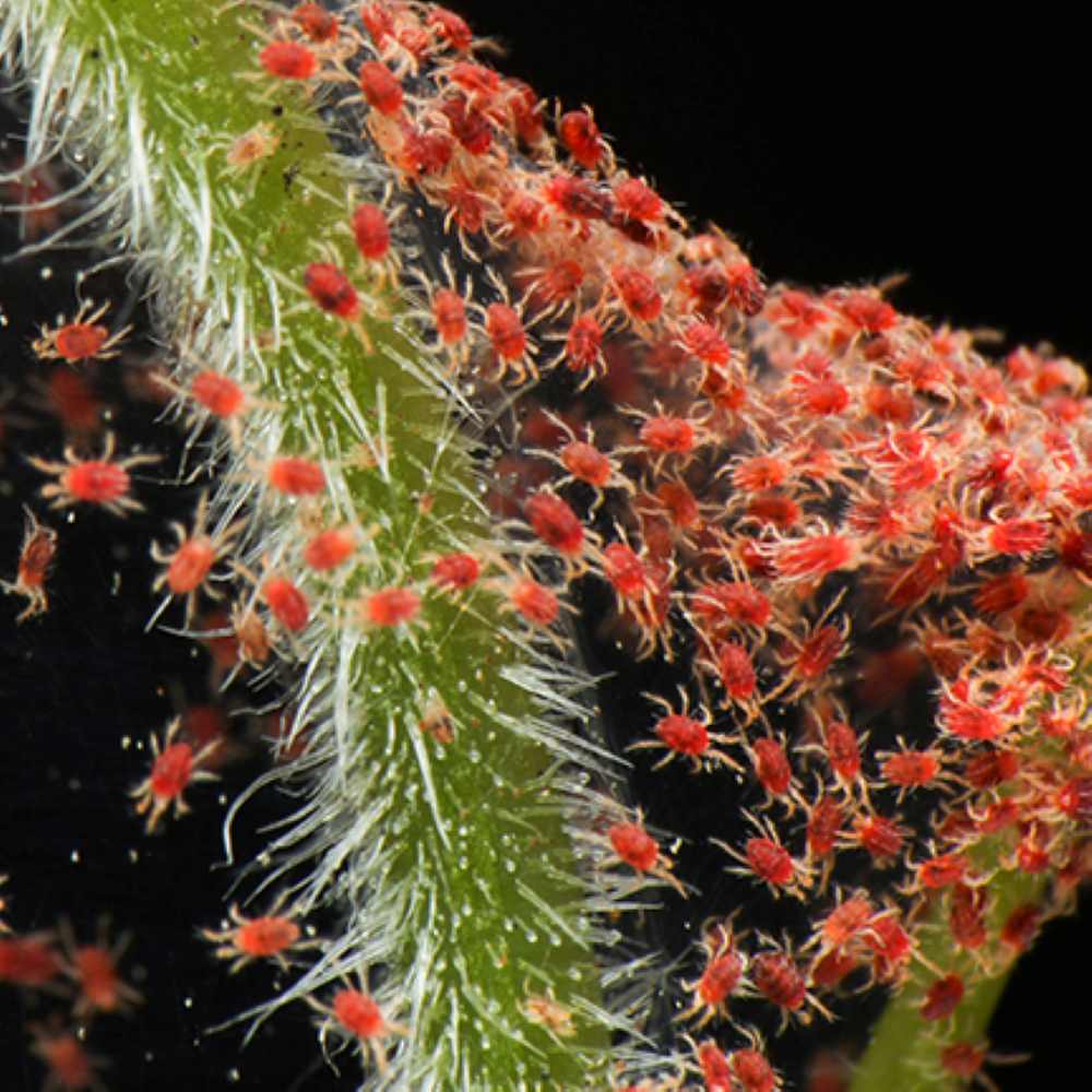 mites