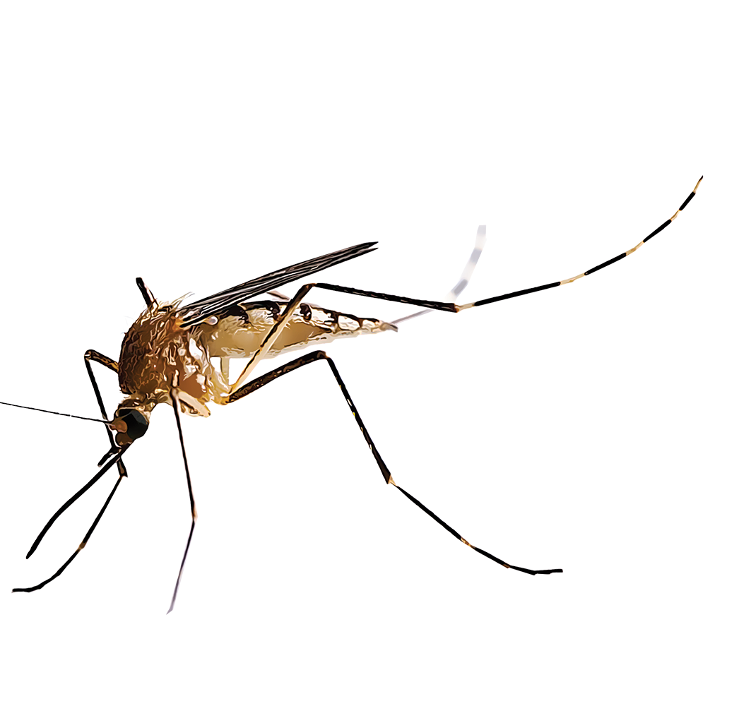 Insect Mos Identifying and Controlling Insects | GardenTech®