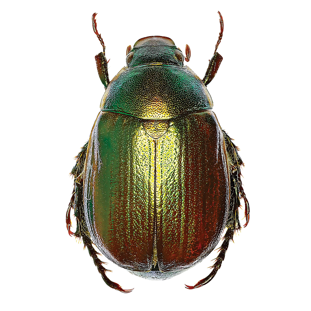 Scarab beetle illustration