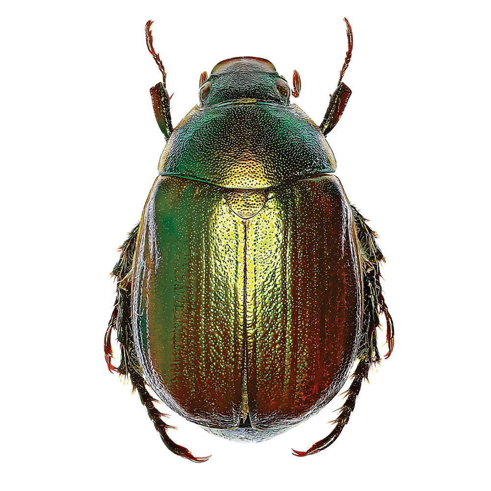 Scarabe Insect Identifying and Controlling Insects | GardenTech®