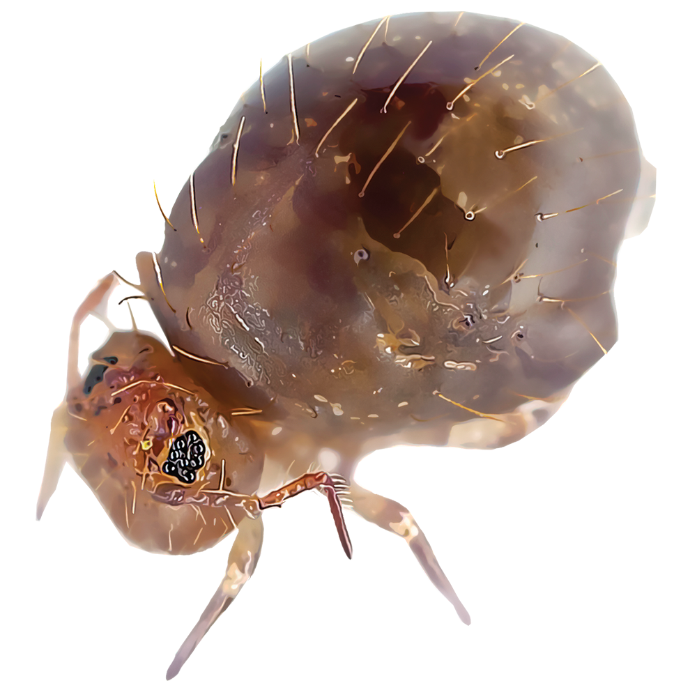 Identifying and Controlling Insects | GardenTech®