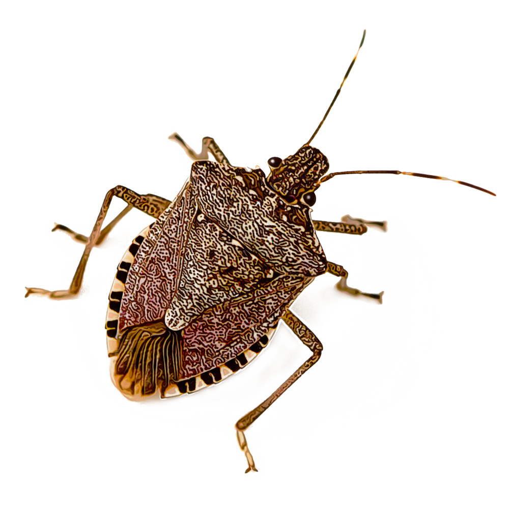 Why Do Stink Bugs Stink? - Pest Control Technology