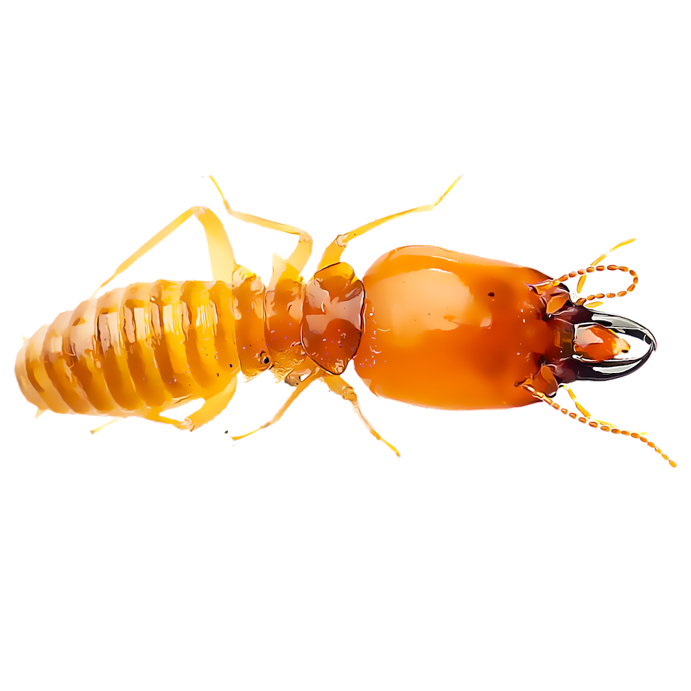 Termite Illustration