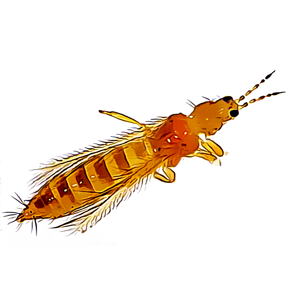 Identify and Control Thrips