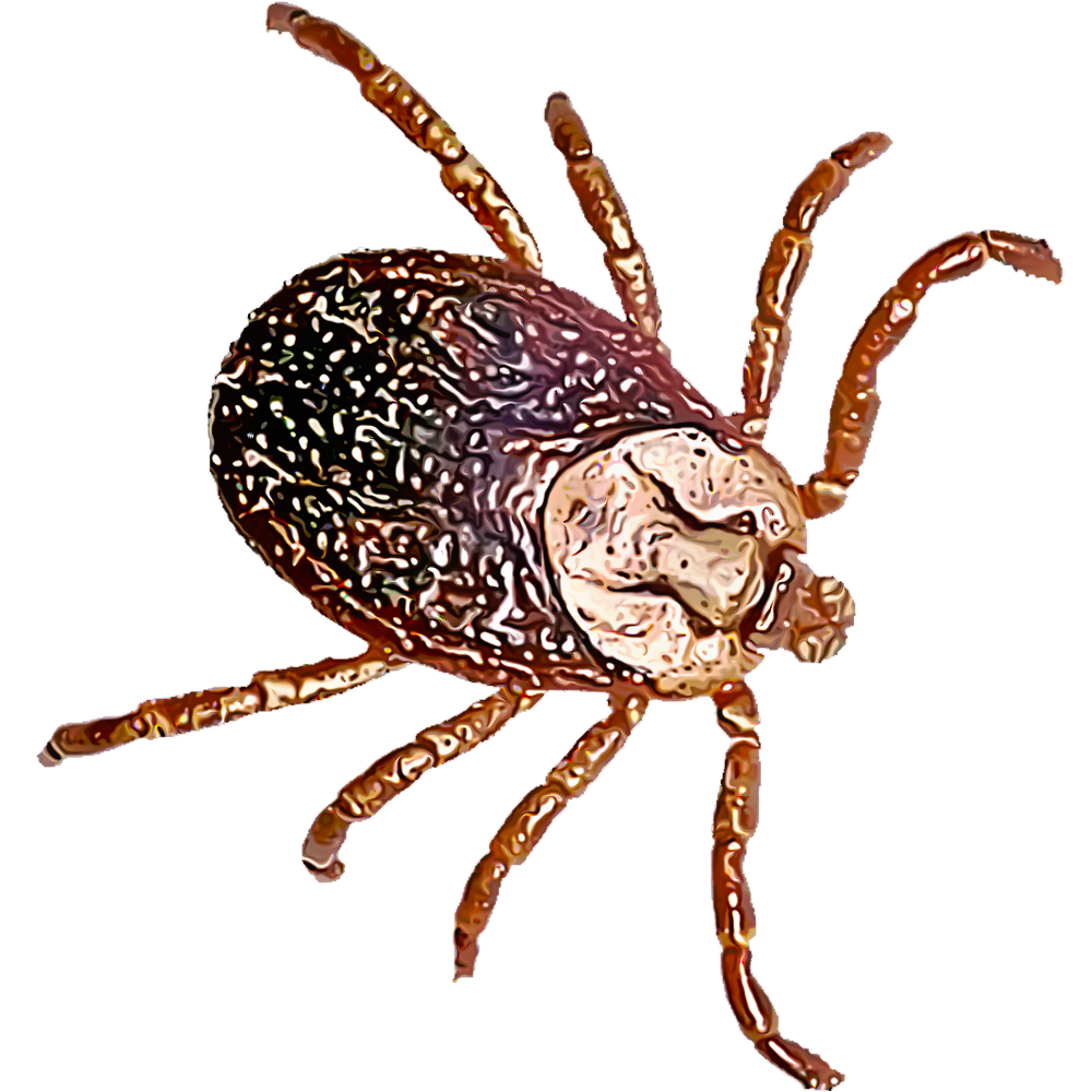 Ticle Insect Identifying and Controlling Insects | GardenTech®