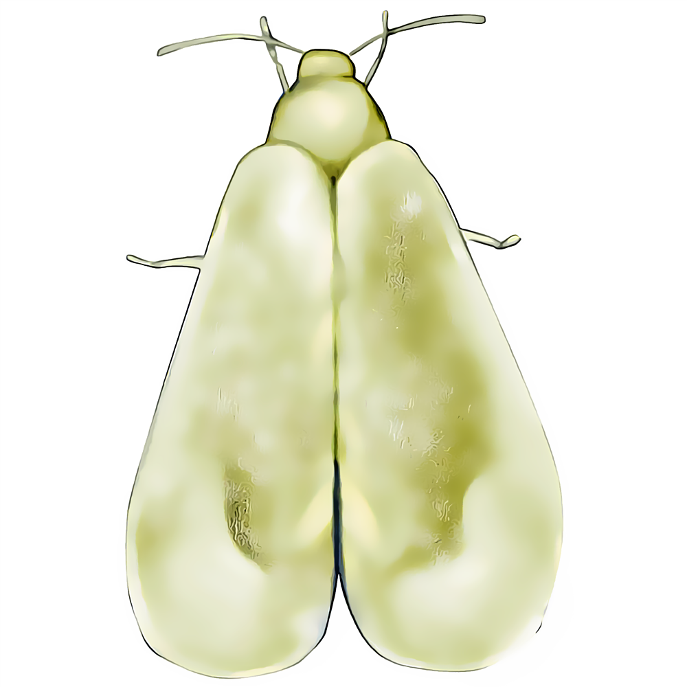 Illustration of a whitefly