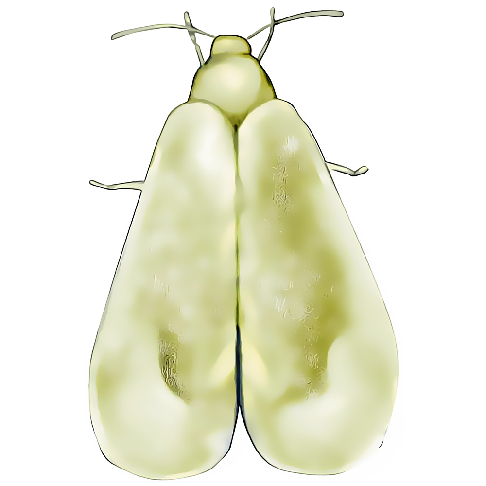Whitefly illustration