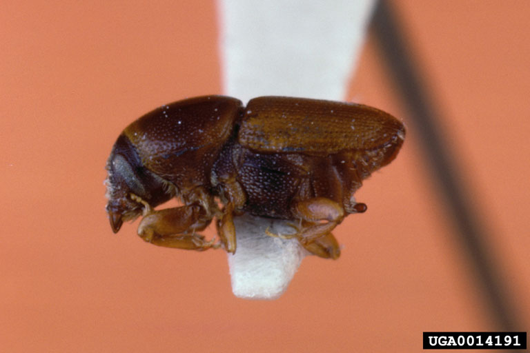 Adult elm bark beetle