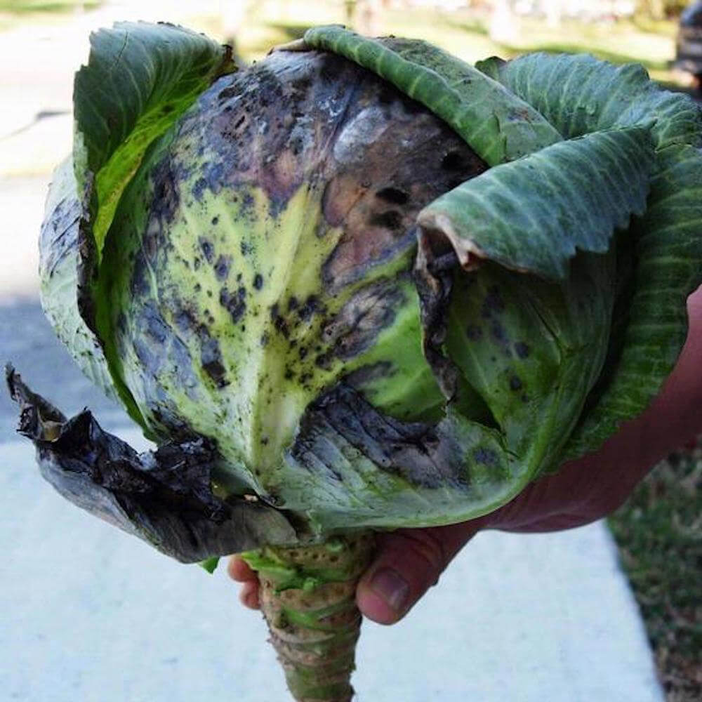 Alternaria Leaf Spot on cabbage