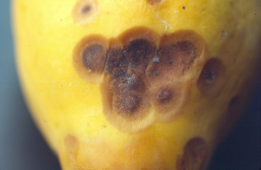 Papaya with Anthracnose on it