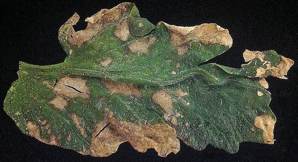 Anthracnose of tomato leaves caused by Colletotrichum coccodes