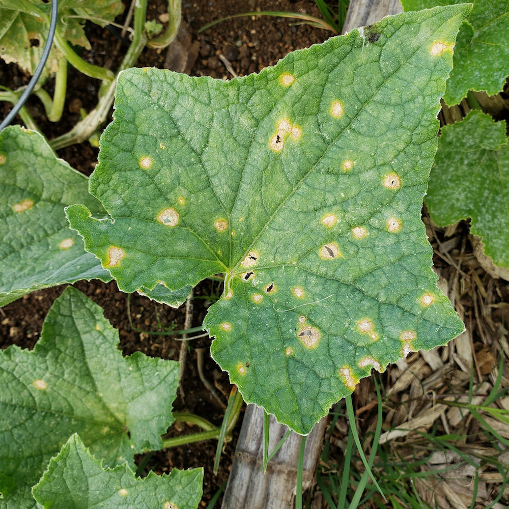 Close up of Cucumber with Anthracnose