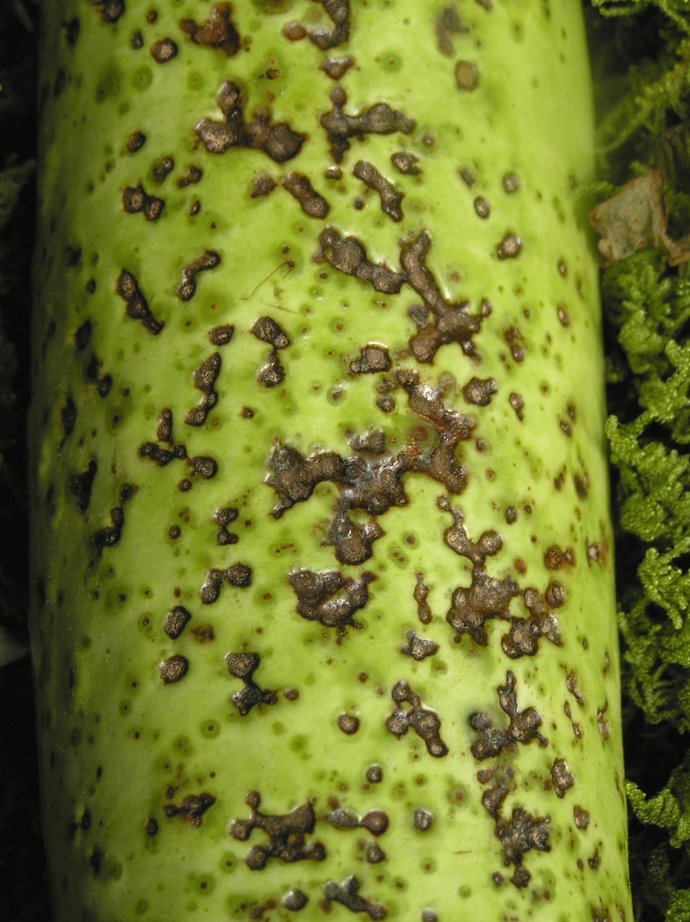 Cucurbit anthracnose caused by Colleotorichum sp.