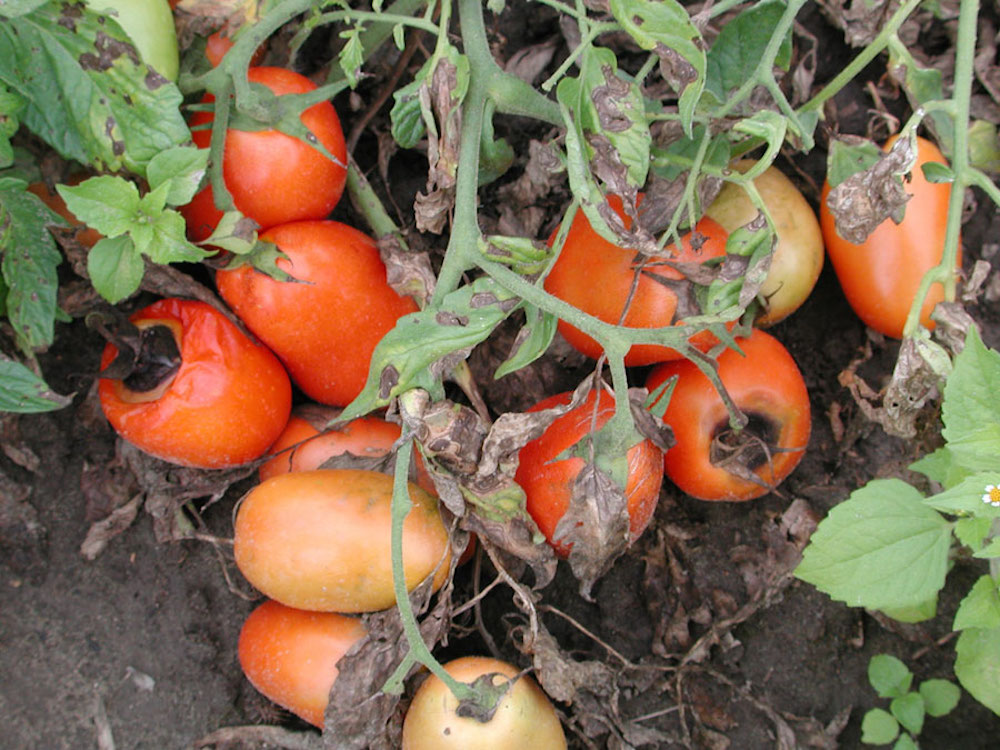 Black mold on tomato plants in garden