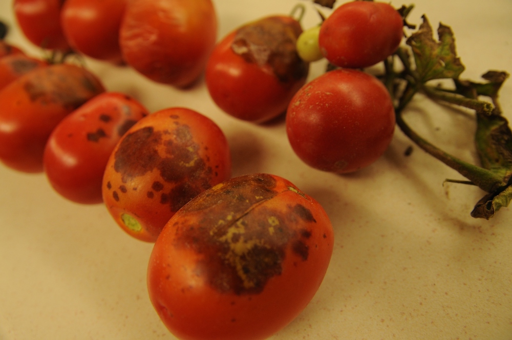 Black mold on tomato plants in garden