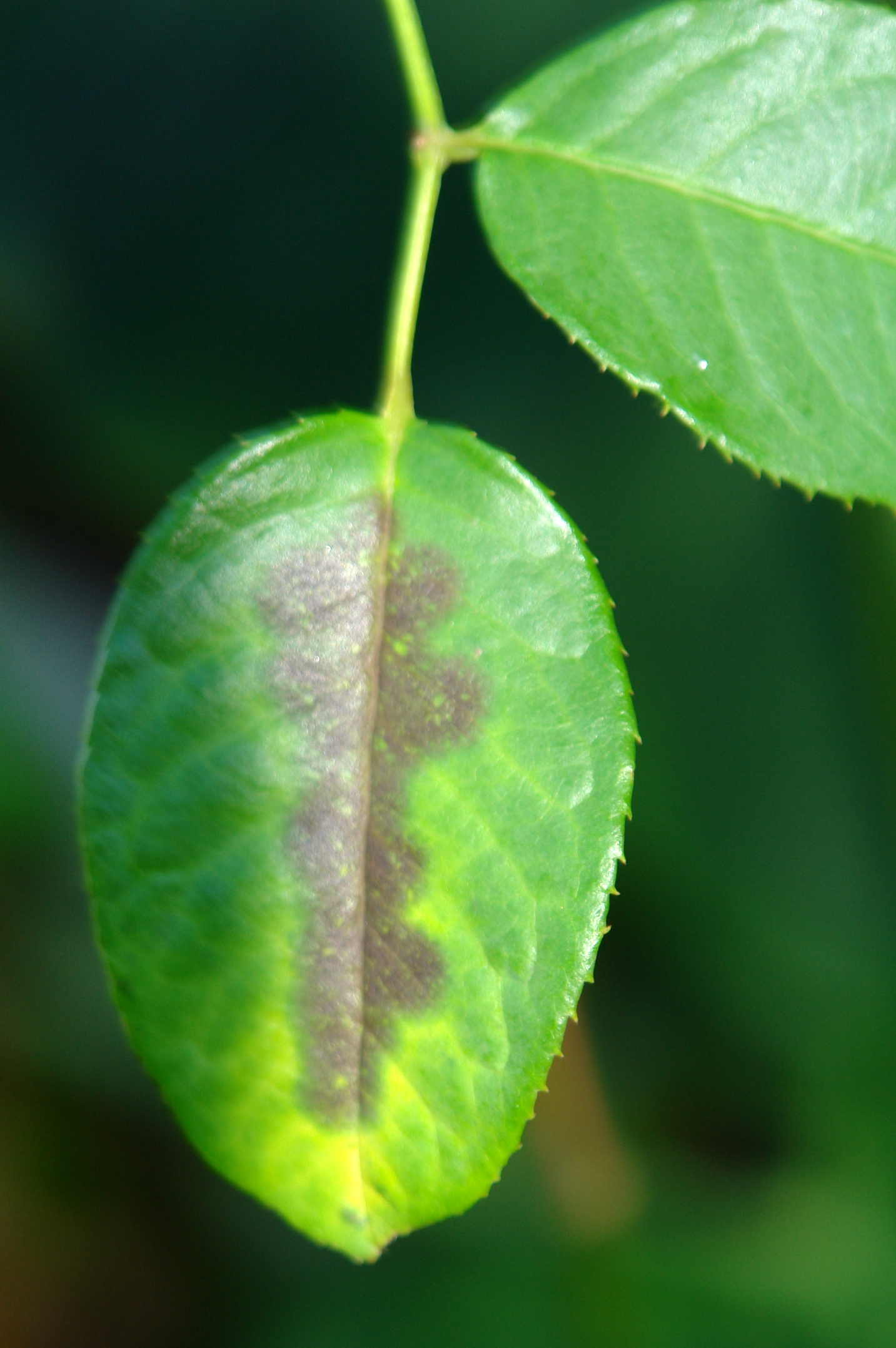 Black spot on roses and leaves