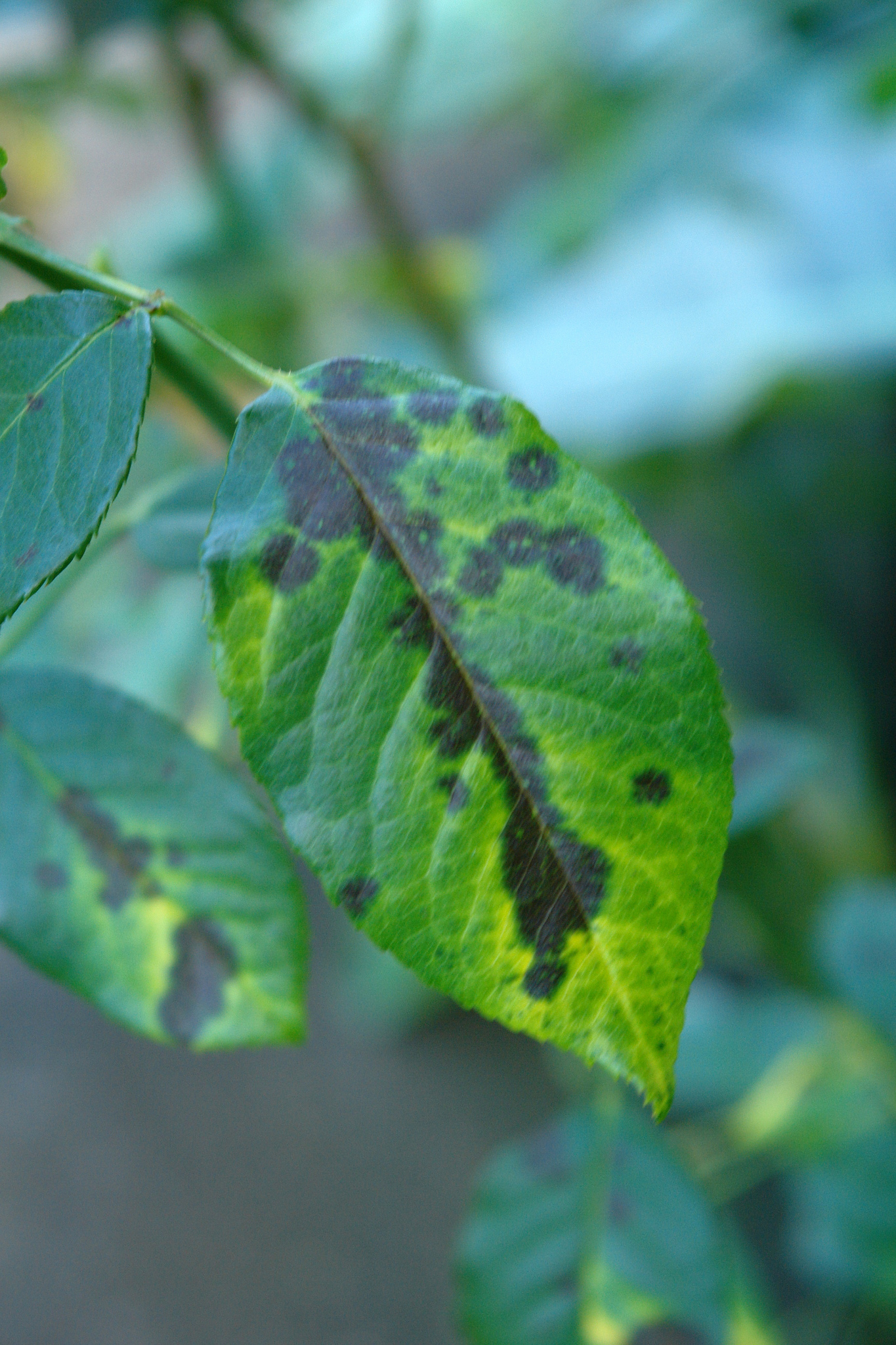 Black spot on roses and leaves