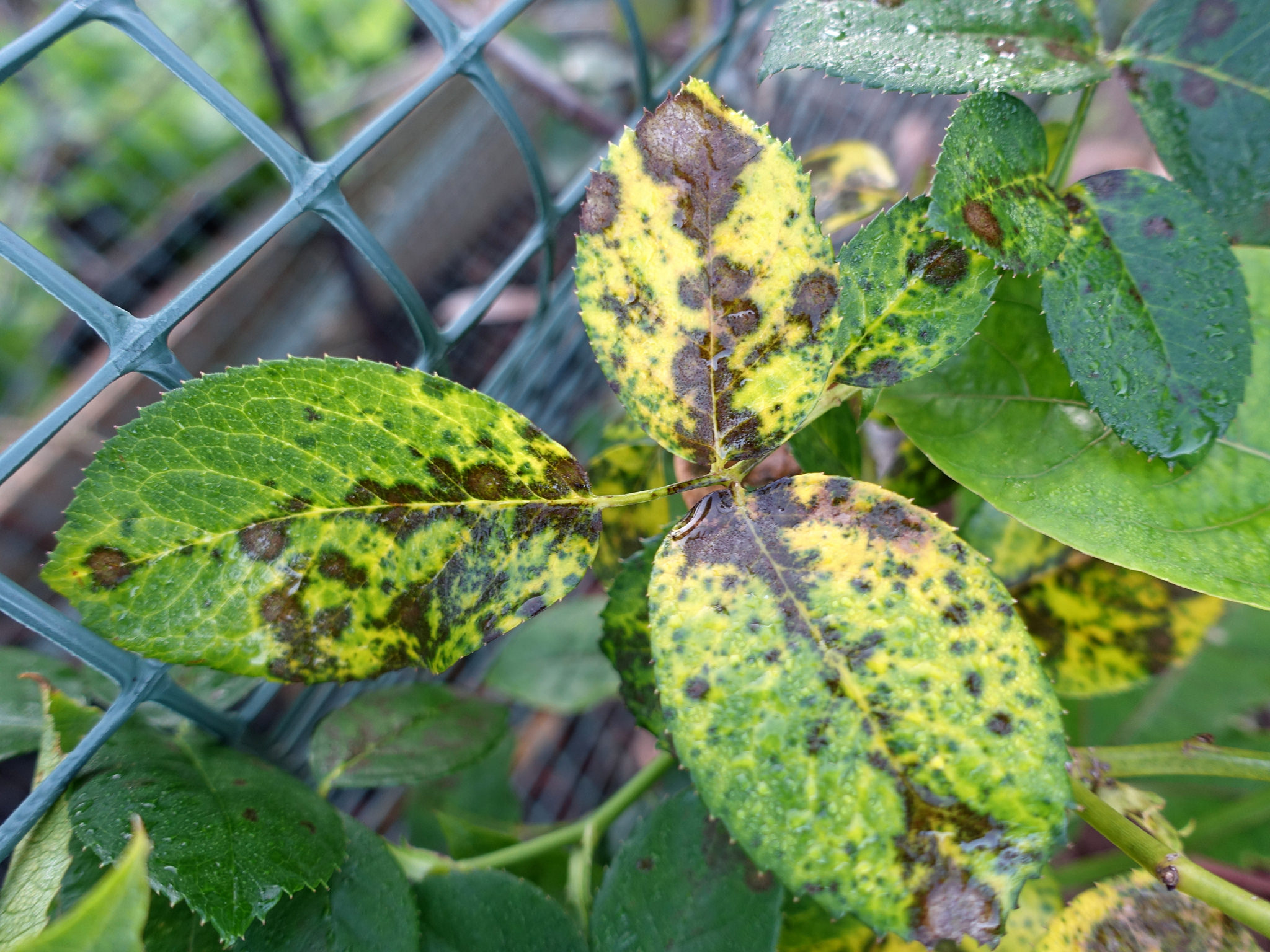 Black spot on roses and leaves