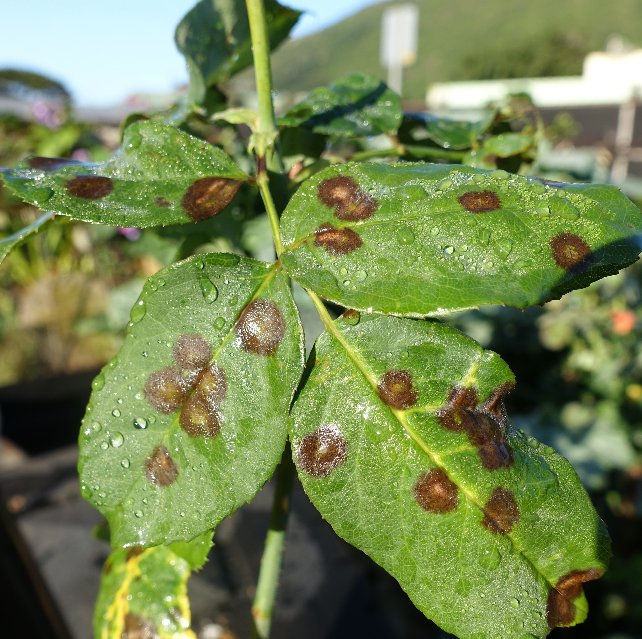 Black spot on roses and leaves