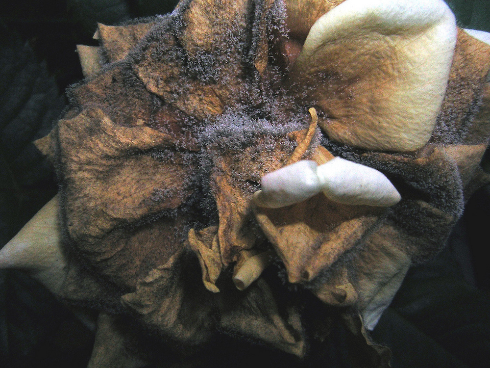 Botrytis Blight close up
