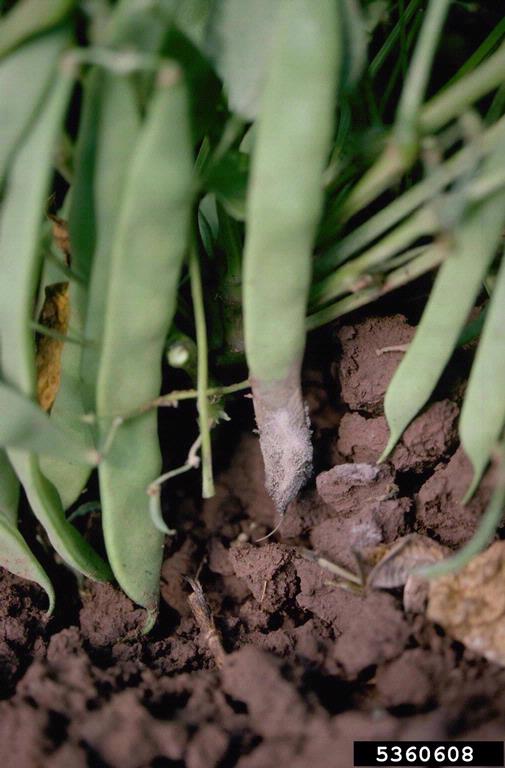 Botrytis Blight