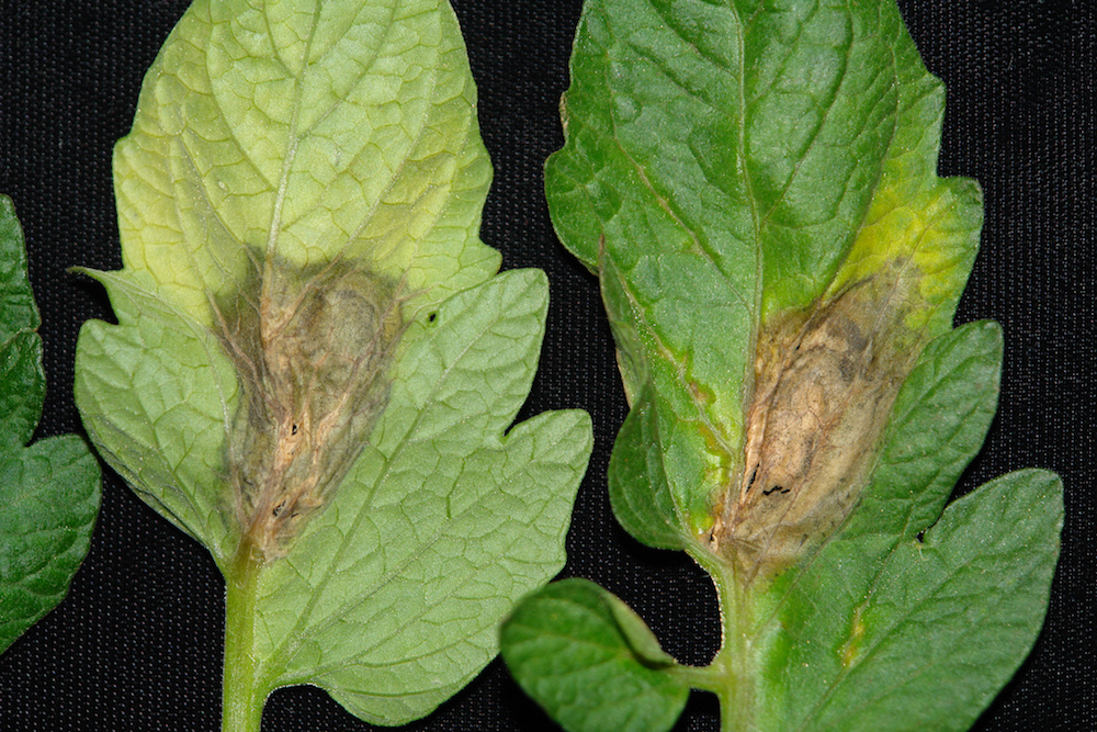Botrytis Blight