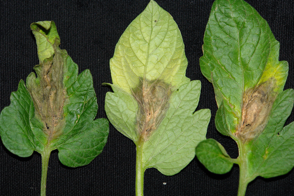 Botrytis Blight