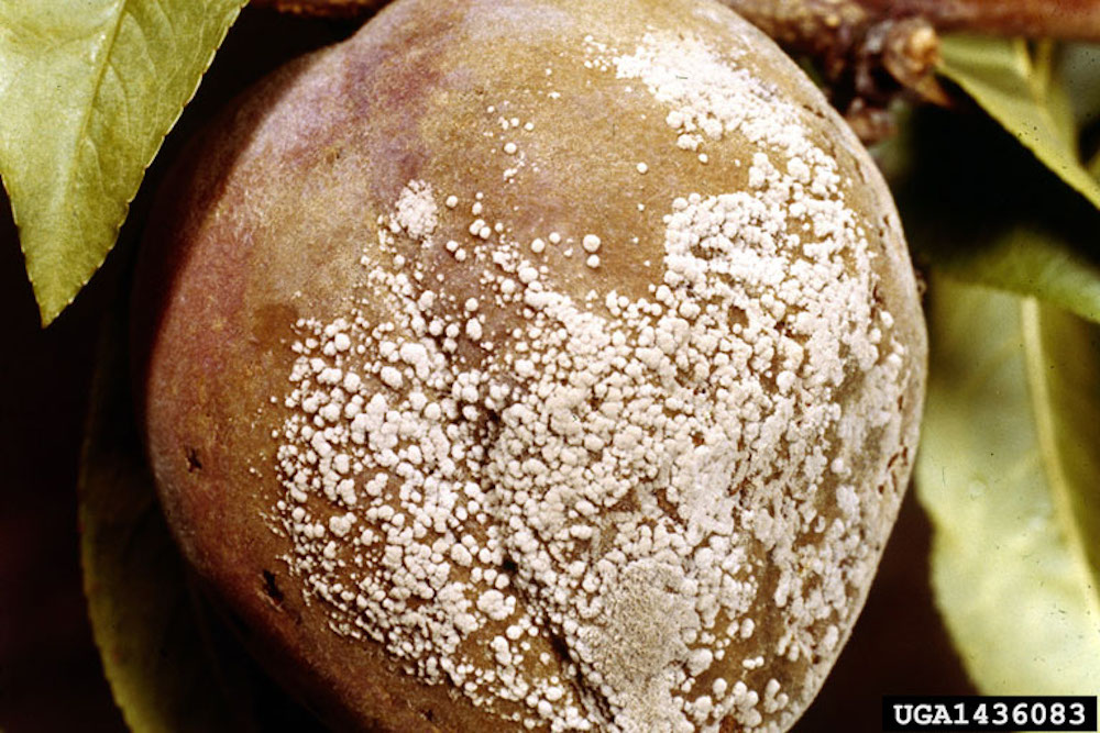 Brown Rot Blossom Blight on garden fruits