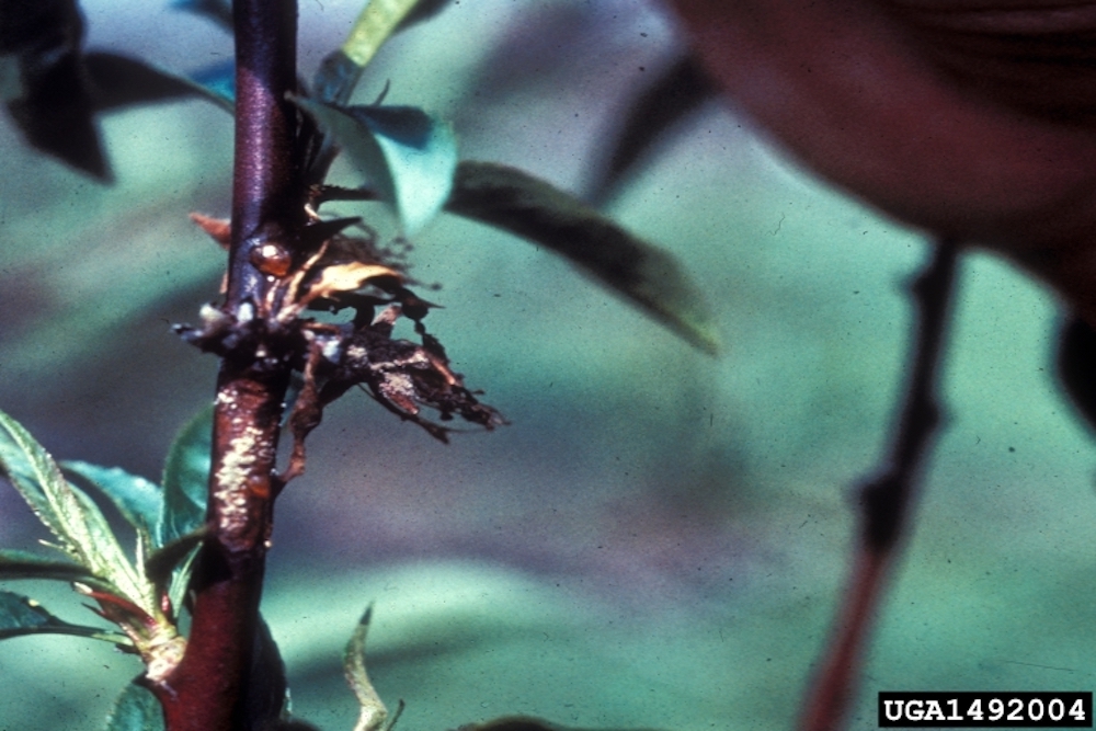 Brown Rot Blossom Blight on garden fruits