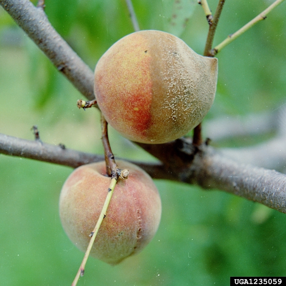 Brown Rot Blossom Blight on garden fruits